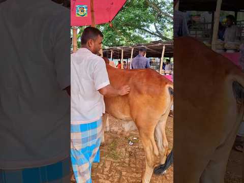 কত চাচ্ছেন?? #cow #meatmarket #cattleworld #bullfarm #shortvideos #animals #cattledisease #farming
