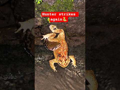 നീർക്കോലിയുടെ അത്താഴം മുടങ്ങില്ല🐍| Checkered keelback hunting a toad #urbansnakelife #sarpa