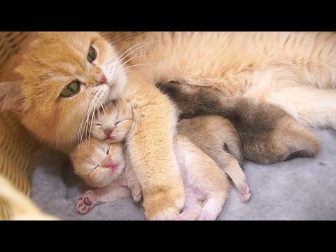 Overflowing with cuteness! A mother cat’s loving embrace.