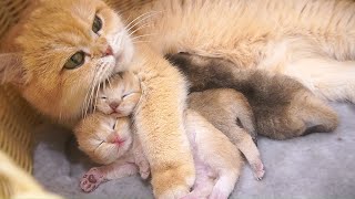 Overflowing with cuteness! A mother cat’s loving embrace.