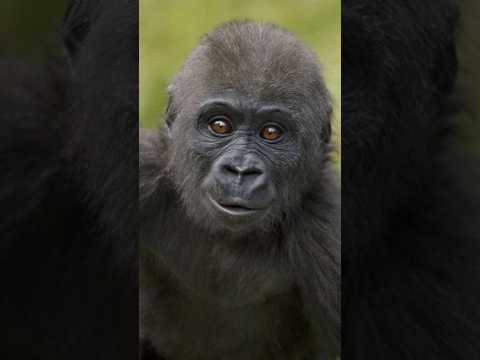 Born Cute Baby Animals Youโll Love"๐#babyanimals #shortvideo