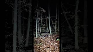 Was war das? #wald #nachts #geräusche #skinwalker #jinn