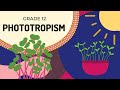 Auxins and Plant Responses
