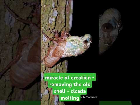 miracle of creation - removing the old shell - cicada molting ๐ฅฐ | tropical forest bees #cicada
