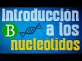 Cuestionario sobre Ácidos Nucleicos