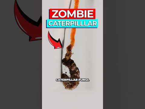 Scientists Discover How Fungus Creates Zombie Caterpillars