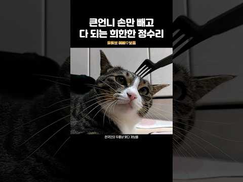 큰언니 손만 아니면 되는지 궁금합니다
