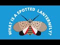 Spotted Lanternfly Knowledge Assessment