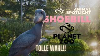 Schuhschnabel