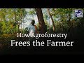 Water Management and Agroforestry Insights