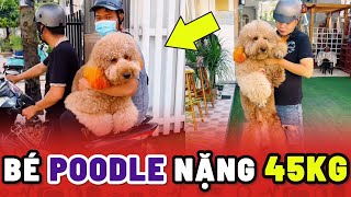 Đây chính là bé chó Poodle 45Kg to nhất Việt Nam 😲