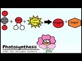 Photosynthesis Processes and Functions