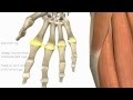 Joint Movements and Ligaments of the Hand