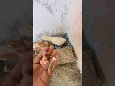 Dove Baby Nikal Aya😍 #birds #parrot #kabutar #dove #dove #petlover #minizoo #minivlog