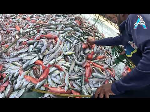 Big Catch Fishing in The Sea | Net Fishing in The Sea | KADAL