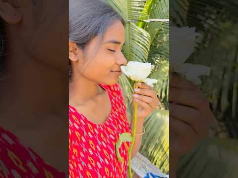 কেনা গোলাপ দিয়ে গোলাপ গাছ 🥀🌸#minivlog #shortsfeed #gardening