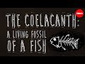 Coelacanth: The Living Fossil