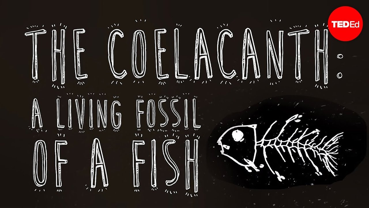 The coelacanth: A living fossil of a fish - Erin Eastwood