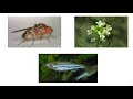 Model Organisms in Biological Research
