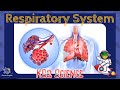 Human Respiratory System Concepts