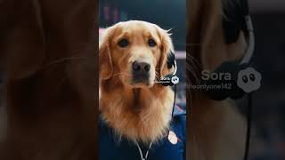 This Dog Is Coaching Basketball Now 🐶🏀😂 #basketball #dogshorts #airbud #aivideo #funnydogs #coach