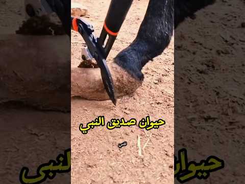 حيوان صديق النبي