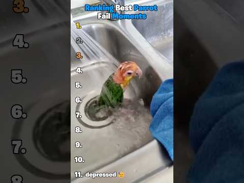 Ranking Best Parrot Fail Moments