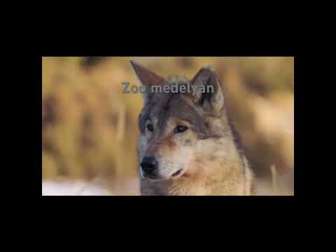 Альфа #волк отдал жизнь ради стаи, но стая его бросила, кроме… Схватка Волк-Медведь!