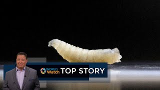 Top Story | Screw Worm Fly Facility