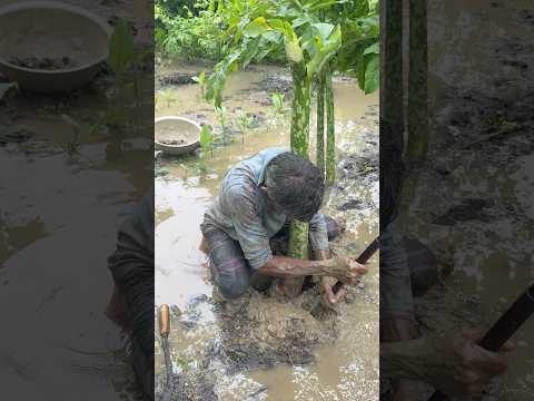 কৃষক ভাই ওল কচু উঠাচ্ছে #farmers #agriculture