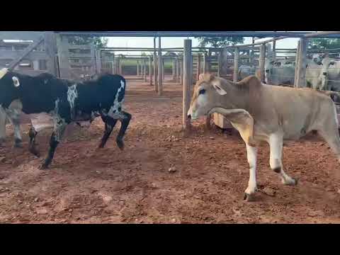 LOTE 29