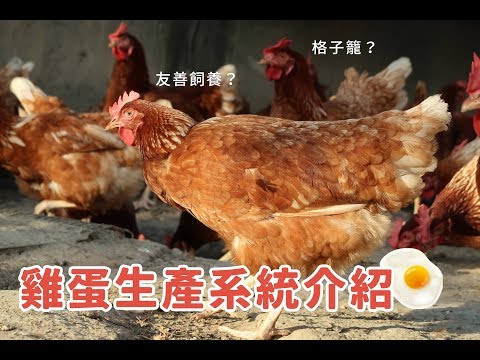 雞蛋生產系統｜友善飼養是什麼？滿足母雞的天性超重要！你還在吃格子籠雞蛋嗎？ - YouTube