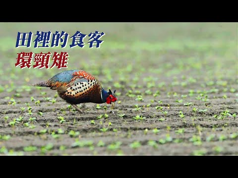 【人鳥衝突】田裡的食客 環頸雉｜我們的島(第1055集 2020-05-18) - YouTube(19分24秒)