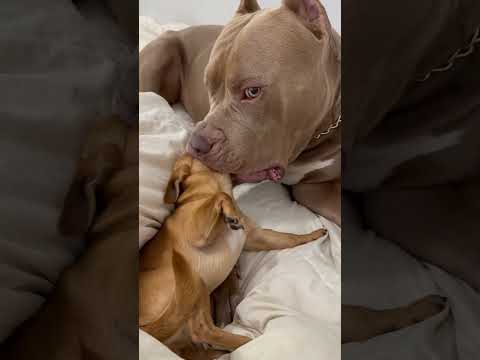 Milton licking Kezlerโs mouth ๐
๐