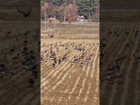 #북한에서는볼수없는철새들의이동