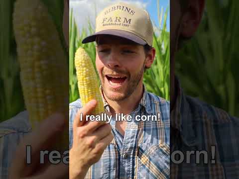 It's CORN! #farm #corn #happy