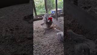 Тайская Шабо Голубой окрас #chicken #chickenshop #birds #roosterfarm #rooster #freerangechickens