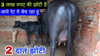 3 लाख रुपए की झोटी है आधे रेट मे बेच रहा हूं 🔥 2 दातं मुर्राह झोटी बिक्री के लिए उपलब्ध 98025_14419