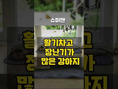 그것이 알고 싶다!!. 우리집 댕댕이 수면자세의 비밀