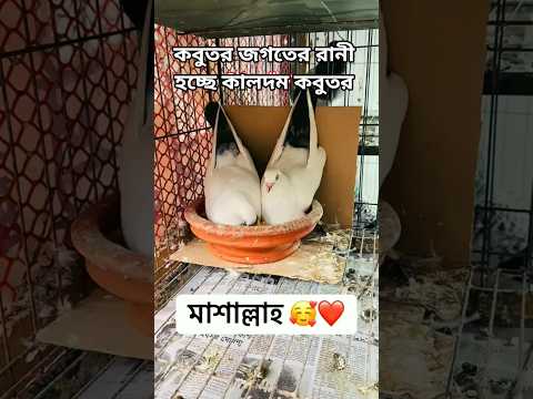 āĻĢā§āύā§āϏāĻŋ āĻāĻŦā§āϤāϰā§āϰ āĻŽāϤ āĻĻā§āĻāϤ⧠āĻāĻāĻž āĻāĻžāϞāĻĻāĻŽ āĻāĻŦā§āϤāϰ | āĻāĻŦā§āϤāϰā§āϰ āĻāĻŋāĻĄāĻŋāĻ | āĻāĻŦā§āϤāϰ āĻĒā§āϰā§āĻŽāĻŋ | #shorts #mainpigeonloft