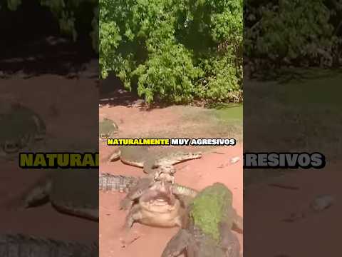 cocodrilo pierde una extremidad