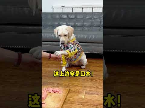 汤圆：这么埋汰谁能咽下去啊?!Tangyuan: Who can swallow it when it's so dirty?#萌寵#寵物#搞笑#拉布拉多 #doglover #Labrador
