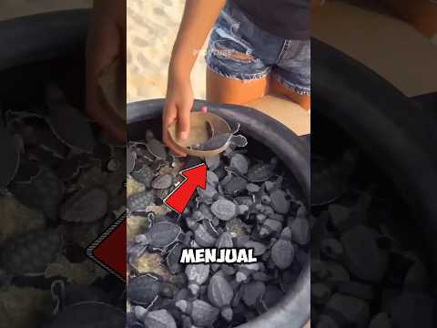 Jangan membeli penyu di pantai #shorts