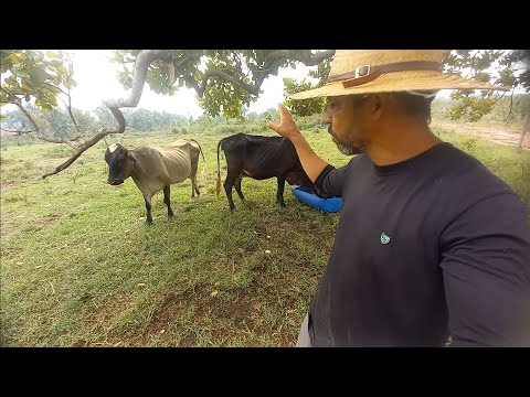 Iniciando uma engorda com três Vacas no cocho