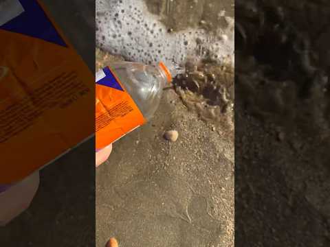 Нашли рака в море #смех #юмор #комедия #пранк #прикол #приколы #рачок #море #пляж