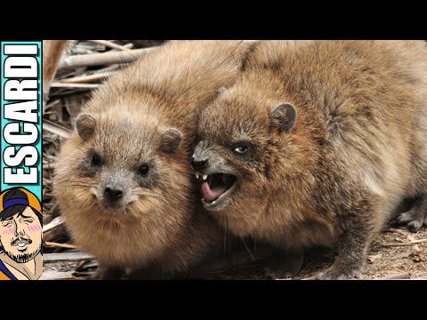 AWAWA QUIERE COMIDITA [ Fandub Español ]