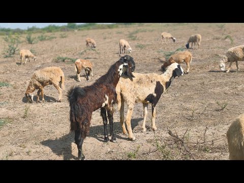 Amazing Goat And Sheep Sound Effect