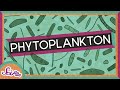 Phytoplankton and Their Importance