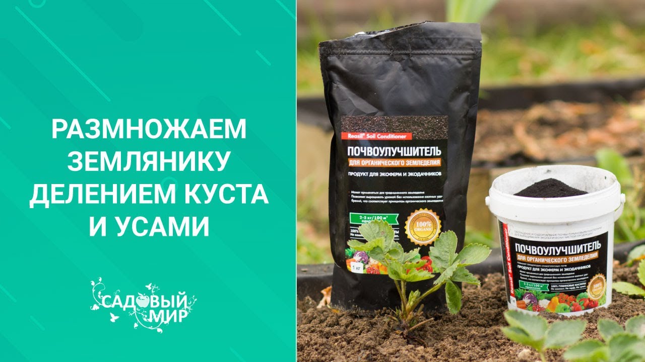 Размножаем землянику делением куста и усами