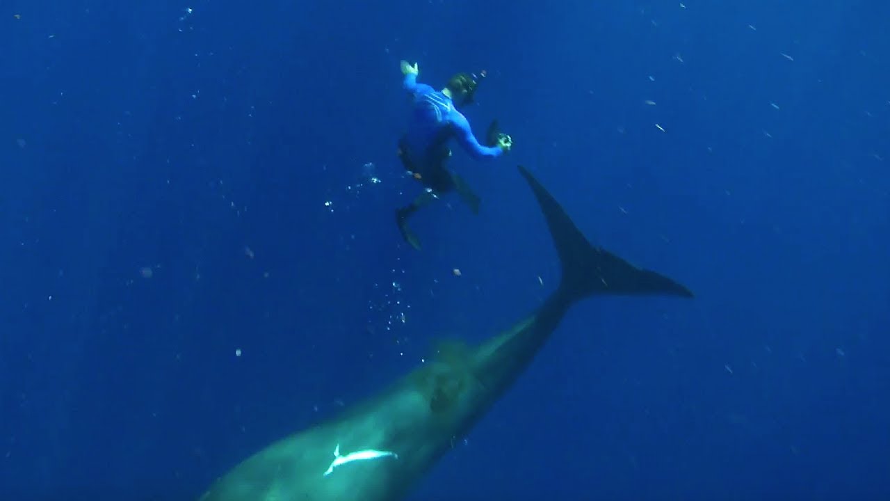 Swimming With Humpback Whales Super Giant Animals BBC
